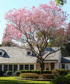 Fast Growing Trees Pink Trumpet Tree
