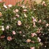 Fast Growing Trees Pink-A-Boo® Camellia Shrub