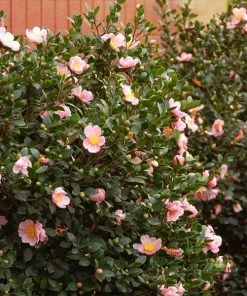 Fast Growing Trees Pink-A-Boo® Camellia Shrub