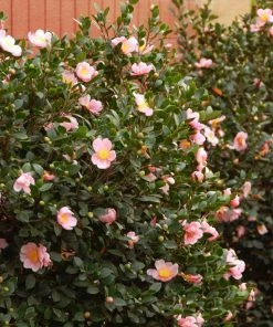 Fast Growing Trees Pink-A-Boo® Camellia Shrub