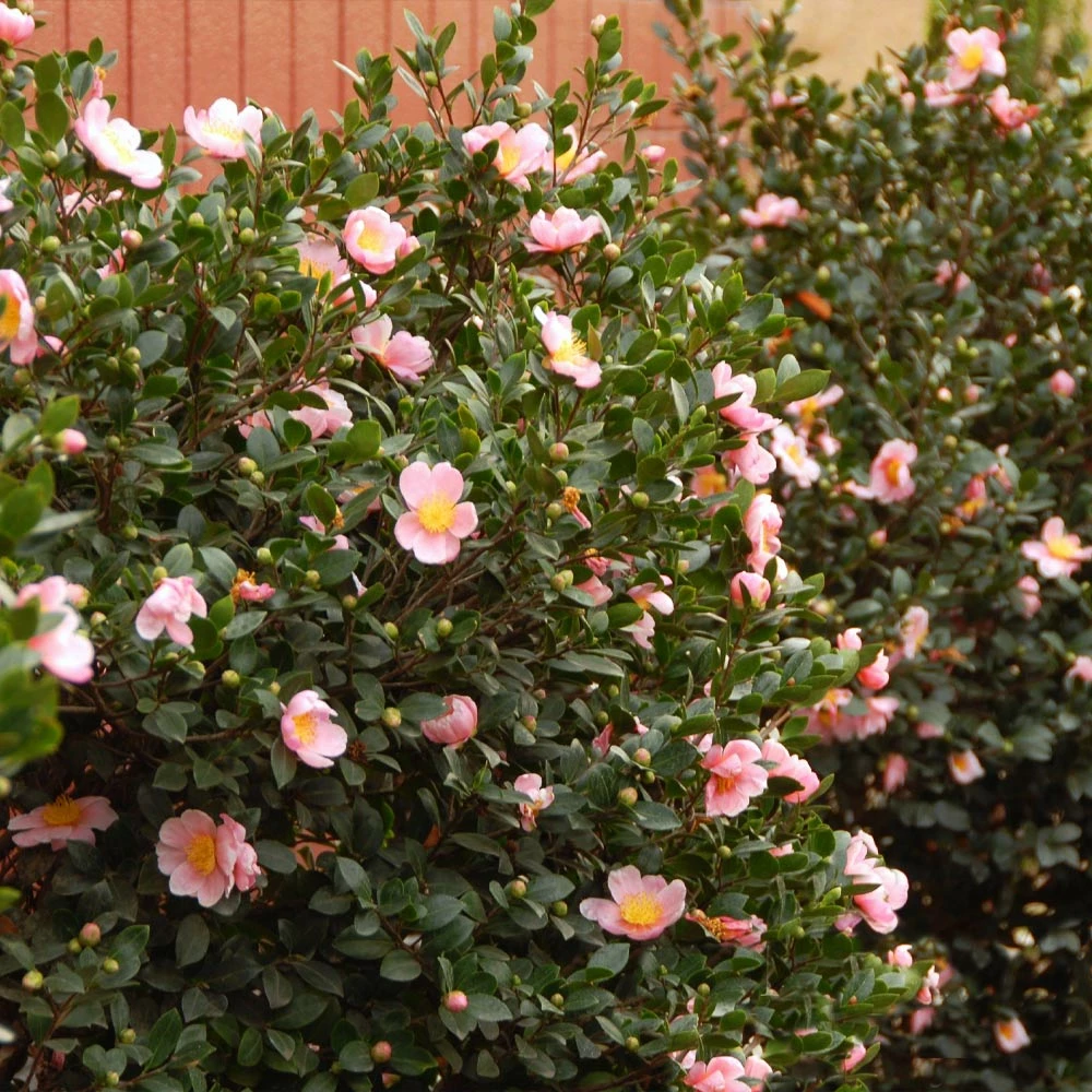 Fast Growing Trees Pink-A-Boo® Camellia Shrub 4 Fast Growing Trees Pink-A-Boo® Camellia Shrub