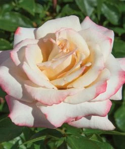 Fast Growing Trees Pinkerbelle™ Rose Roses