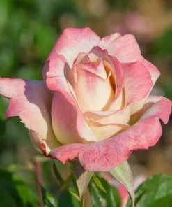 Fast Growing Trees Pinkerbelle™ Rose Roses