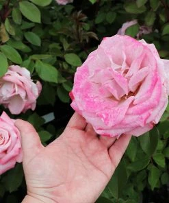 Fast Growing Trees Pinkerbelle™ Rose Roses