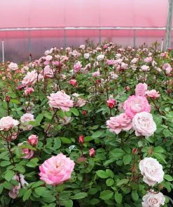 Fast Growing Trees Pinkerbelle™ Rose Roses