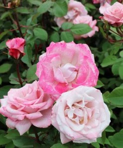Fast Growing Trees Pinkerbelle™ Rose Roses