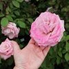Fast Growing Trees Pinkerbelle™ Rose Roses 2 Fast Growing Trees Pinkerbelle™ Rose Roses