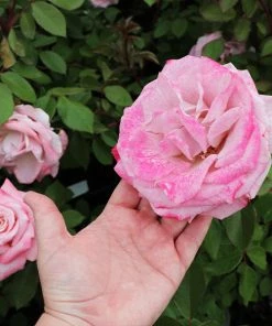 Fast Growing Trees Pinkerbelle™ Rose Roses