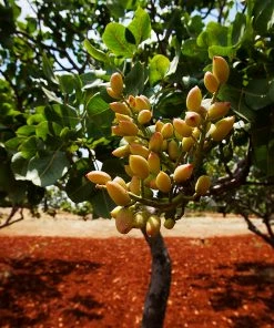 Fast Growing Trees Pistachio Tree Nut Trees 10 Fast Growing Trees Pistachio Tree Nut Trees