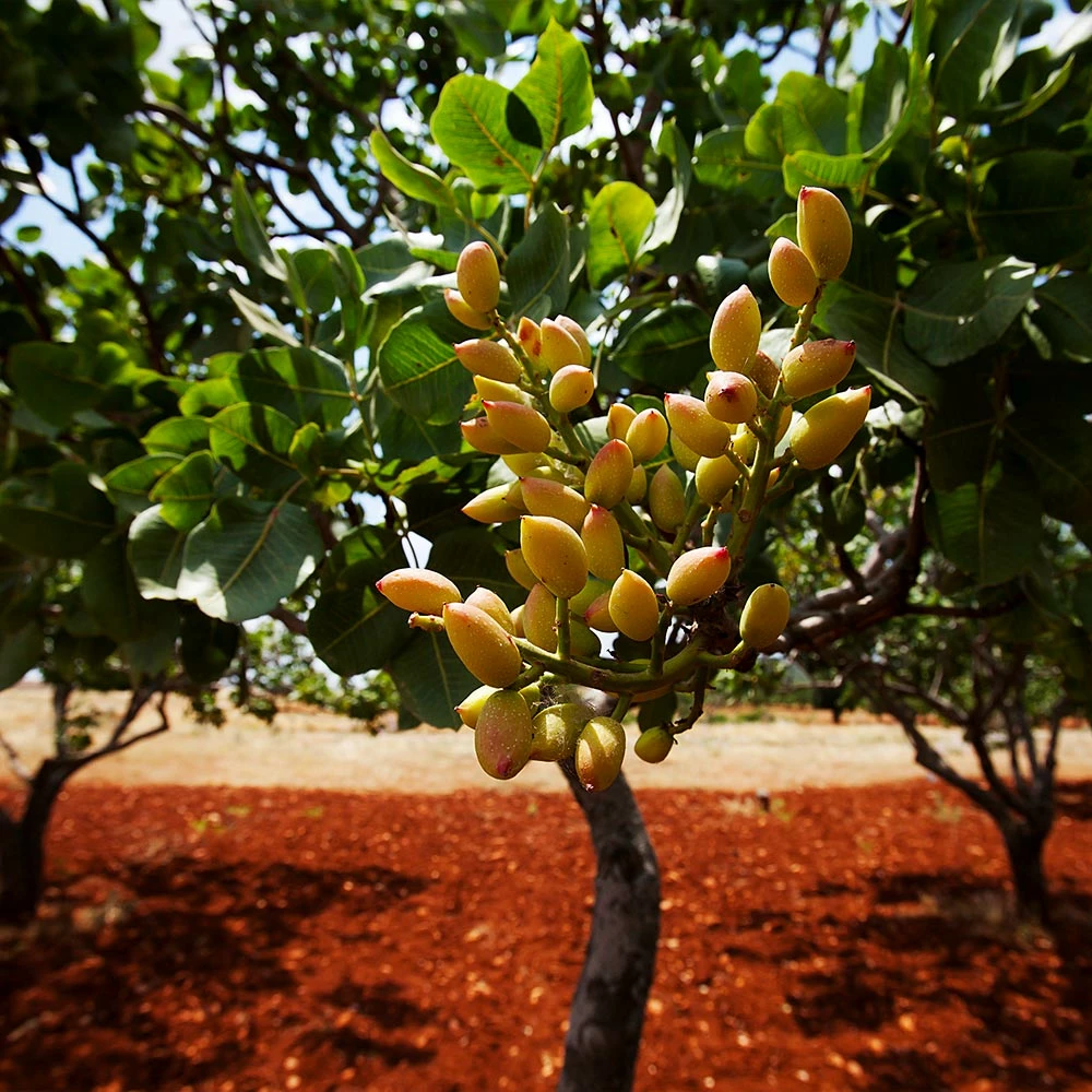 Fast Growing Trees Pistachio Tree Nut Trees 6 Fast Growing Trees Pistachio Tree Nut Trees
