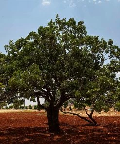 Fast Growing Trees Pistachio Tree Nut Trees 11 Fast Growing Trees Pistachio Tree Nut Trees