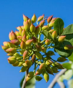 Fast Growing Trees Pistachio Tree Nut Trees 9 Fast Growing Trees Pistachio Tree Nut Trees