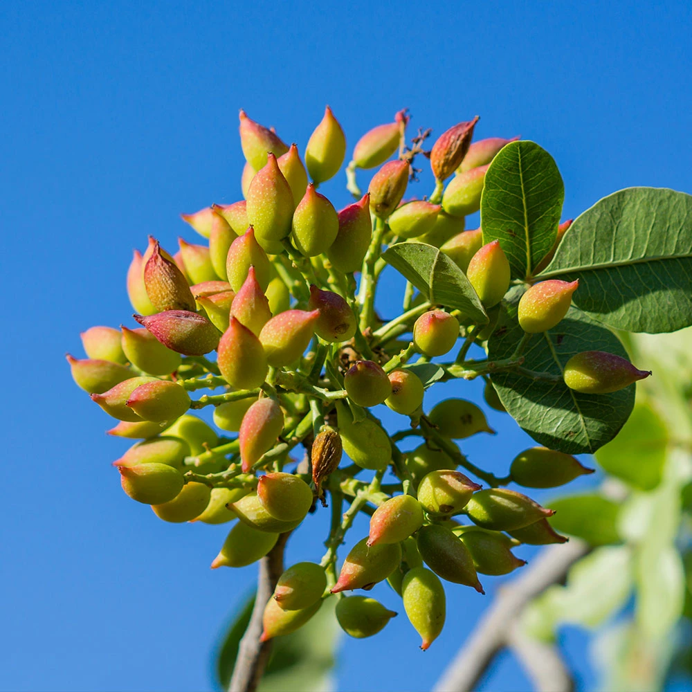 Fast Growing Trees Pistachio Tree Nut Trees 5 Fast Growing Trees Pistachio Tree Nut Trees