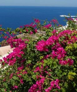 Fast Growing Trees Pink Pixie Bougainvillea