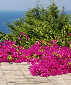 Fast Growing Trees Pink Pixie Bougainvillea