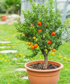 Fast Growing Trees Pixie Mandarin Tree Citrus Trees