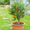 Fast Growing Trees Pixie Mandarin Tree Citrus Trees