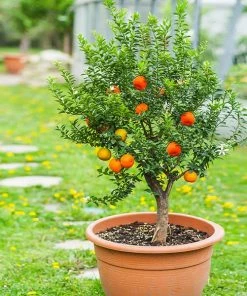 Fast Growing Trees Pixie Mandarin Tree Citrus Trees