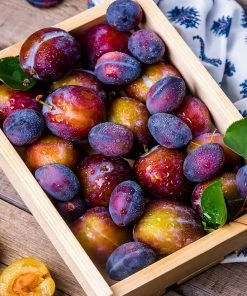 Fast Growing Trees 2-in-1 Plum Surprise Tree Plum Trees