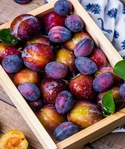 Fast Growing Trees 2-in-1 Plum Surprise Tree Plum Trees