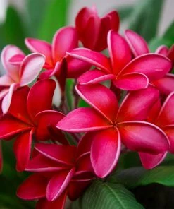 Fast Growing Trees Plumeria See All Flowering Trees