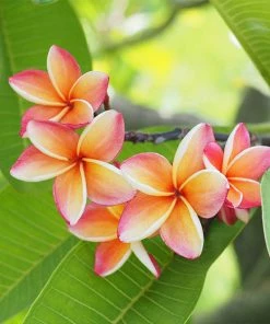 Fast Growing Trees Plumeria See All Flowering Trees