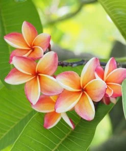 Fast Growing Trees Plumeria See All Flowering Trees