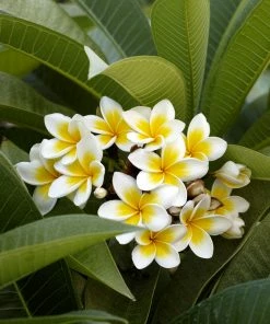 Fast Growing Trees Plumeria See All Flowering Trees