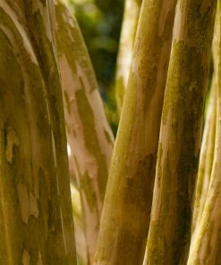 Fast Growing Trees Crape Myrtles Pink Velour Crape Myrtle 15 Fast Growing Trees Crape Myrtles Pink Velour Crape Myrtle