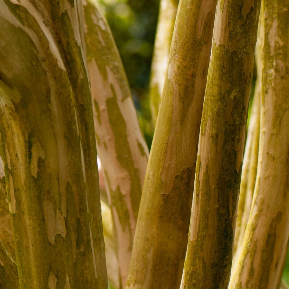 Fast Growing Trees Crape Myrtles Pink Velour Crape Myrtle 9 Fast Growing Trees Crape Myrtles Pink Velour Crape Myrtle