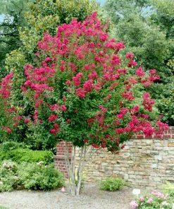 Fast Growing Trees Crape Myrtles Pink Velour Crape Myrtle 13 Fast Growing Trees Crape Myrtles Pink Velour Crape Myrtle