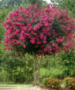 Fast Growing Trees Crape Myrtles Pink Velour Crape Myrtle 11 Fast Growing Trees Crape Myrtles Pink Velour Crape Myrtle