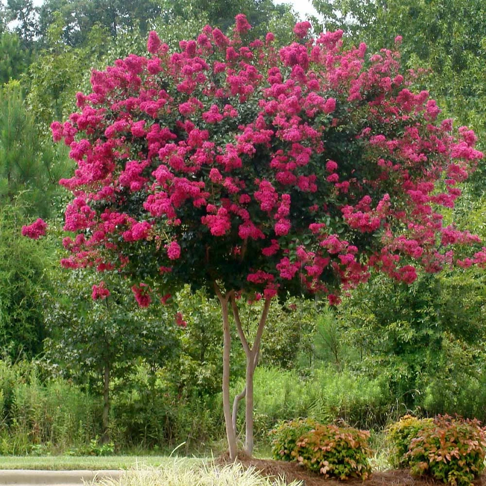 Fast Growing Trees Crape Myrtles Pink Velour Crape Myrtle 5 Fast Growing Trees Crape Myrtles Pink Velour Crape Myrtle