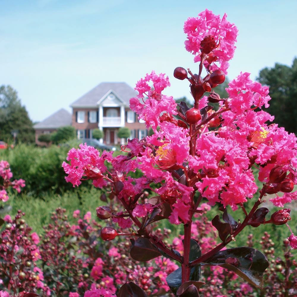 Fast Growing Trees Crape Myrtles Pink Velour Crape Myrtle 6 Fast Growing Trees Crape Myrtles Pink Velour Crape Myrtle