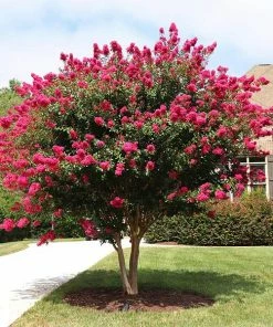 Fast Growing Trees Crape Myrtles Pink Velour Crape Myrtle