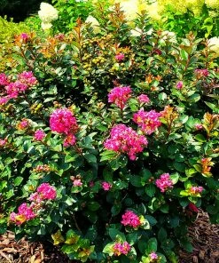 Fast Growing Trees Crape Myrtles Pocomoke Crape Myrtle