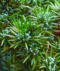 Fast Growing Trees See All Evergreen & Privacy Trees Yew Podocarpus Tree 12 Fast Growing Trees See All Evergreen & Privacy Trees Yew Podocarpus Tree