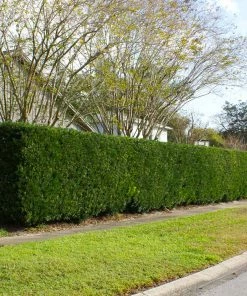 Fast Growing Trees See All Evergreen & Privacy Trees Yew Podocarpus Tree 16 Fast Growing Trees See All Evergreen & Privacy Trees Yew Podocarpus Tree