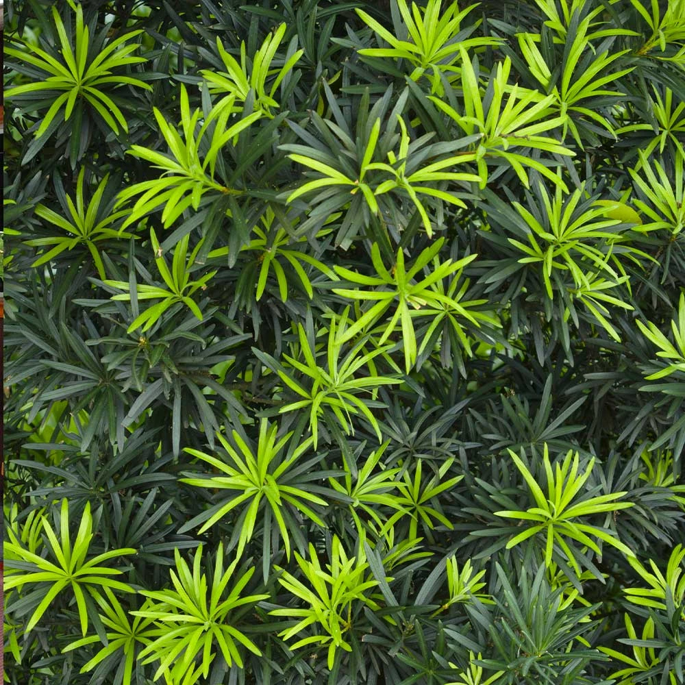 Fast Growing Trees See All Evergreen & Privacy Trees Yew Podocarpus Tree 6 Fast Growing Trees See All Evergreen & Privacy Trees Yew Podocarpus Tree