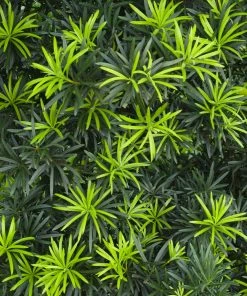 Fast Growing Trees See All Evergreen & Privacy Trees Yew Podocarpus 15 Fast Growing Trees See All Evergreen & Privacy Trees Yew Podocarpus