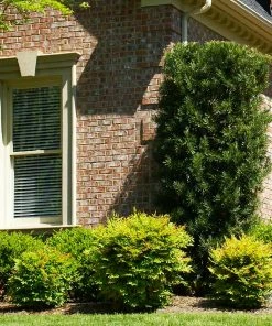 Fast Growing Trees See All Evergreen & Privacy Trees Yew Podocarpus Tree 17 Fast Growing Trees See All Evergreen & Privacy Trees Yew Podocarpus Tree