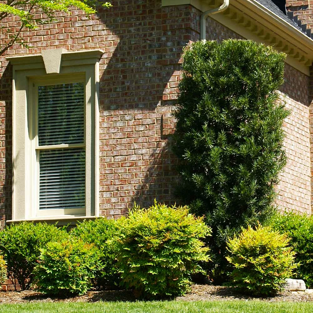 Fast Growing Trees See All Evergreen & Privacy Trees Yew Podocarpus 7 Fast Growing Trees See All Evergreen & Privacy Trees Yew Podocarpus