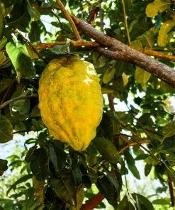 Fast Growing Trees Ponderosa Lemon Bush Citrus Trees