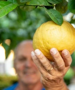 Fast Growing Trees Citrus Trees Ponderosa Lemon