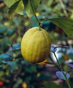 Fast Growing Trees Citrus Trees Ponderosa Lemon