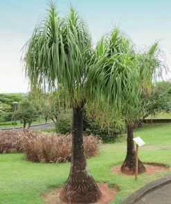 Fast Growing Trees Ponytail Palm