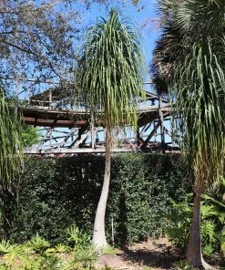 Fast Growing Trees Ponytail Palm