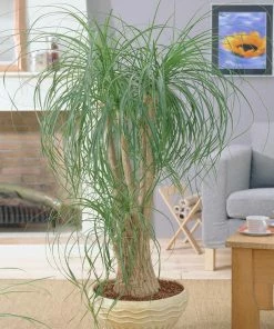 Fast Growing Trees Ponytail Palm