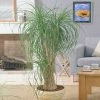 Fast Growing Trees Ponytail Palm 2 Fast Growing Trees Ponytail Palm