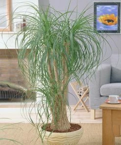Fast Growing Trees Ponytail Palm